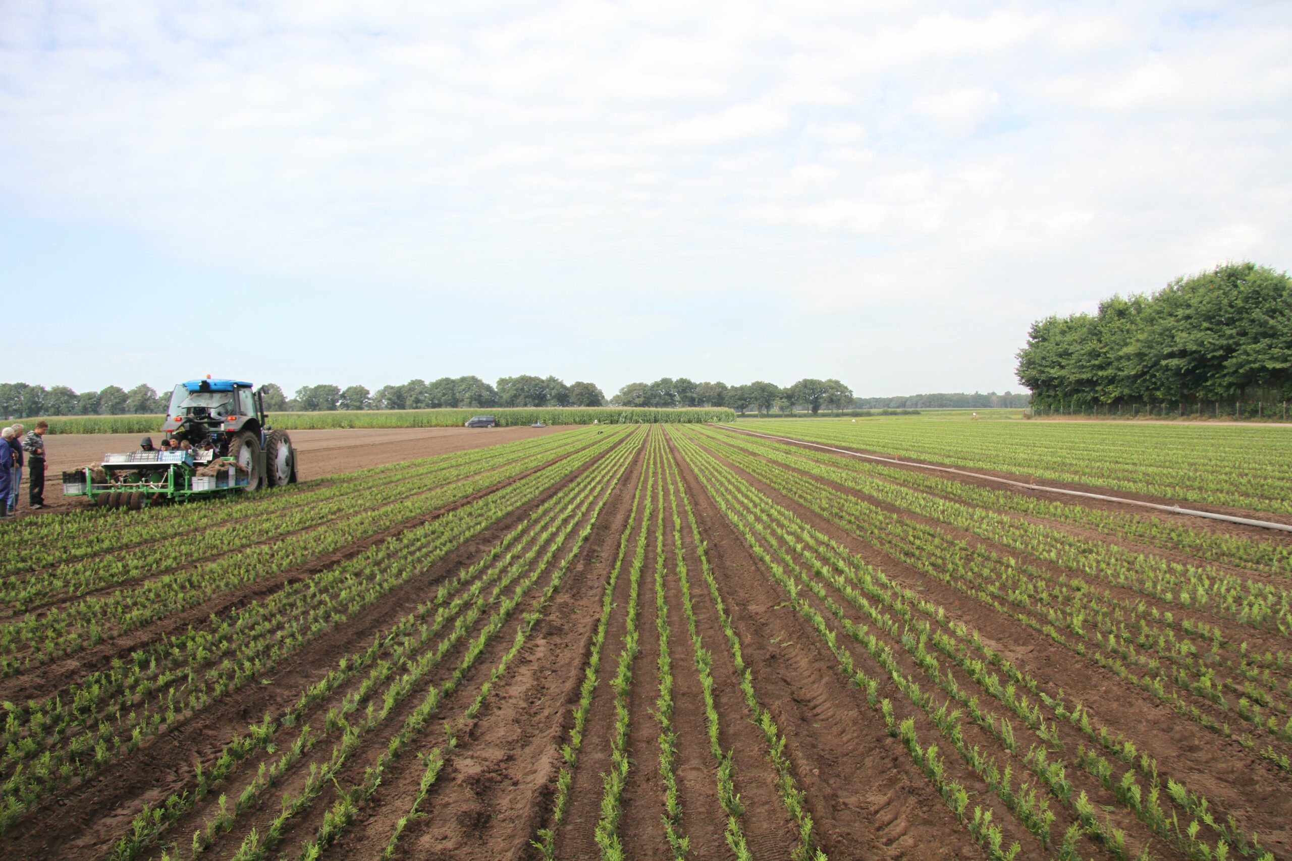 Cutting-in-the-ground-2