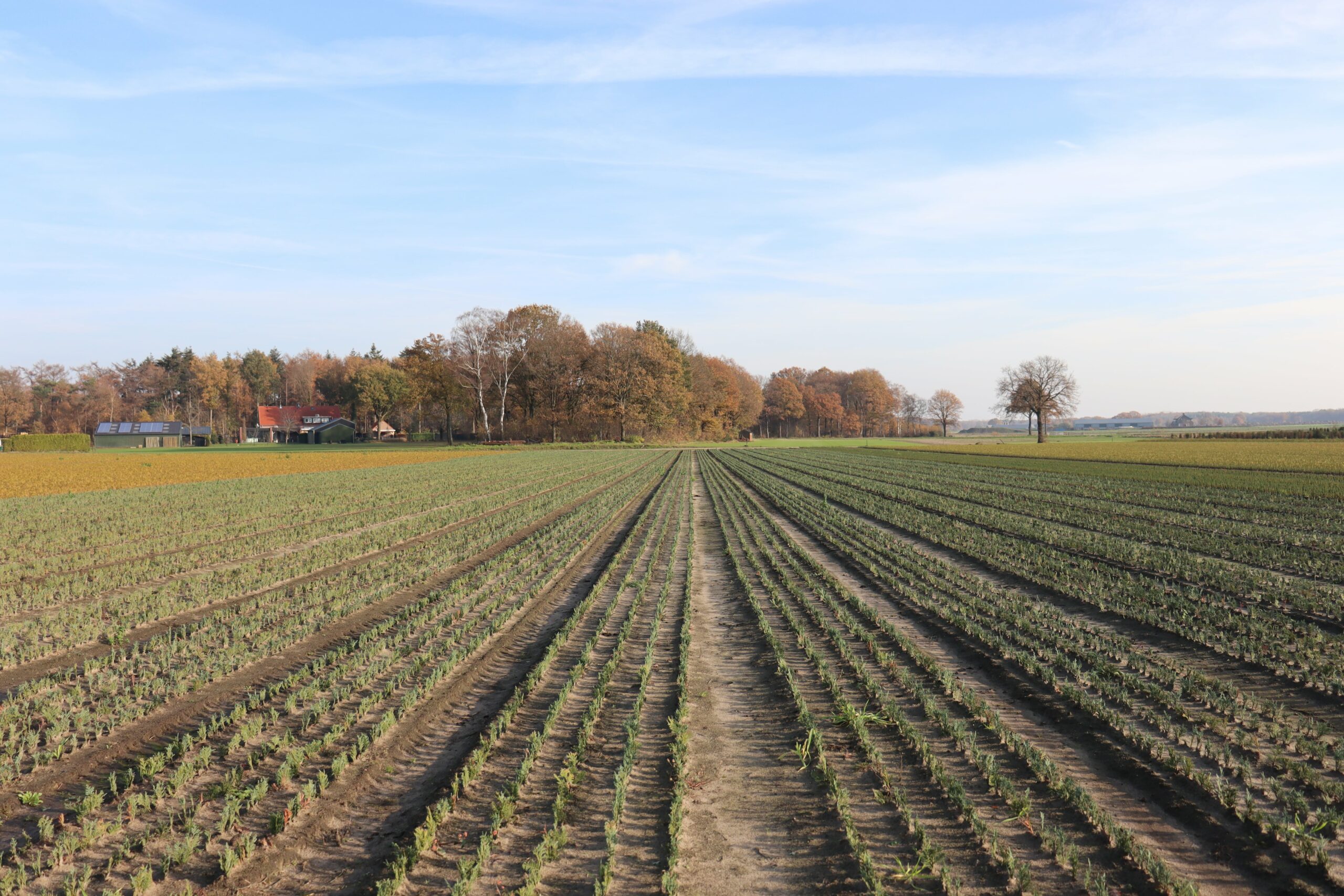 Cutting-in-the-ground