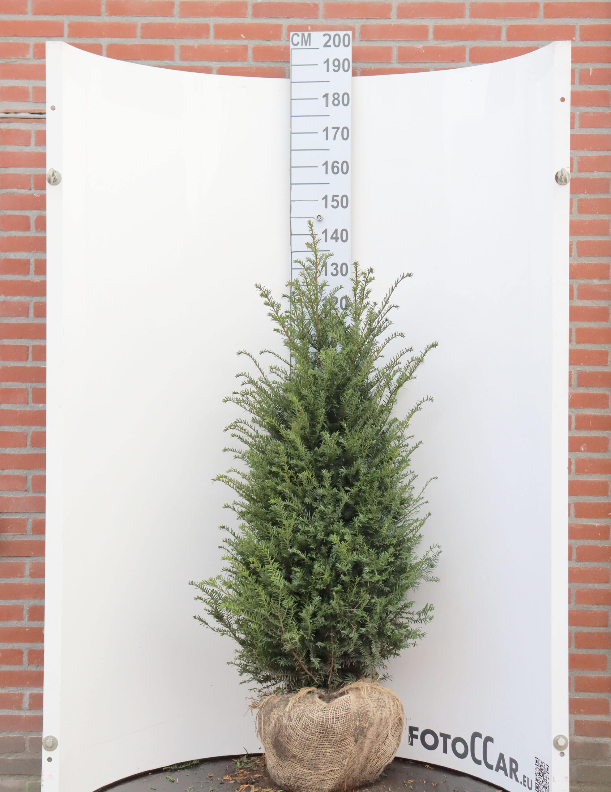 Taxus Baccata 120-140