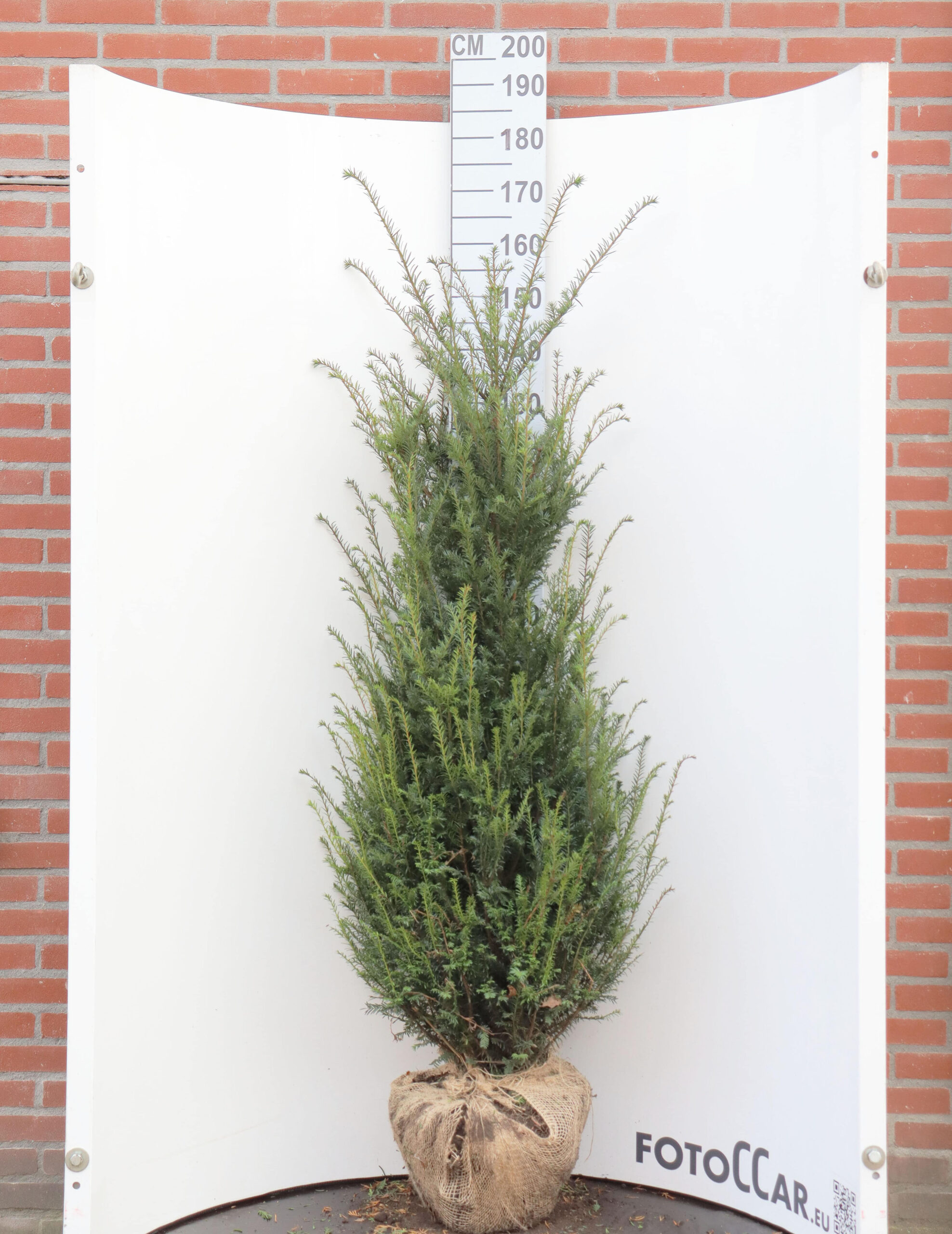 Taxus Baccata 140-160