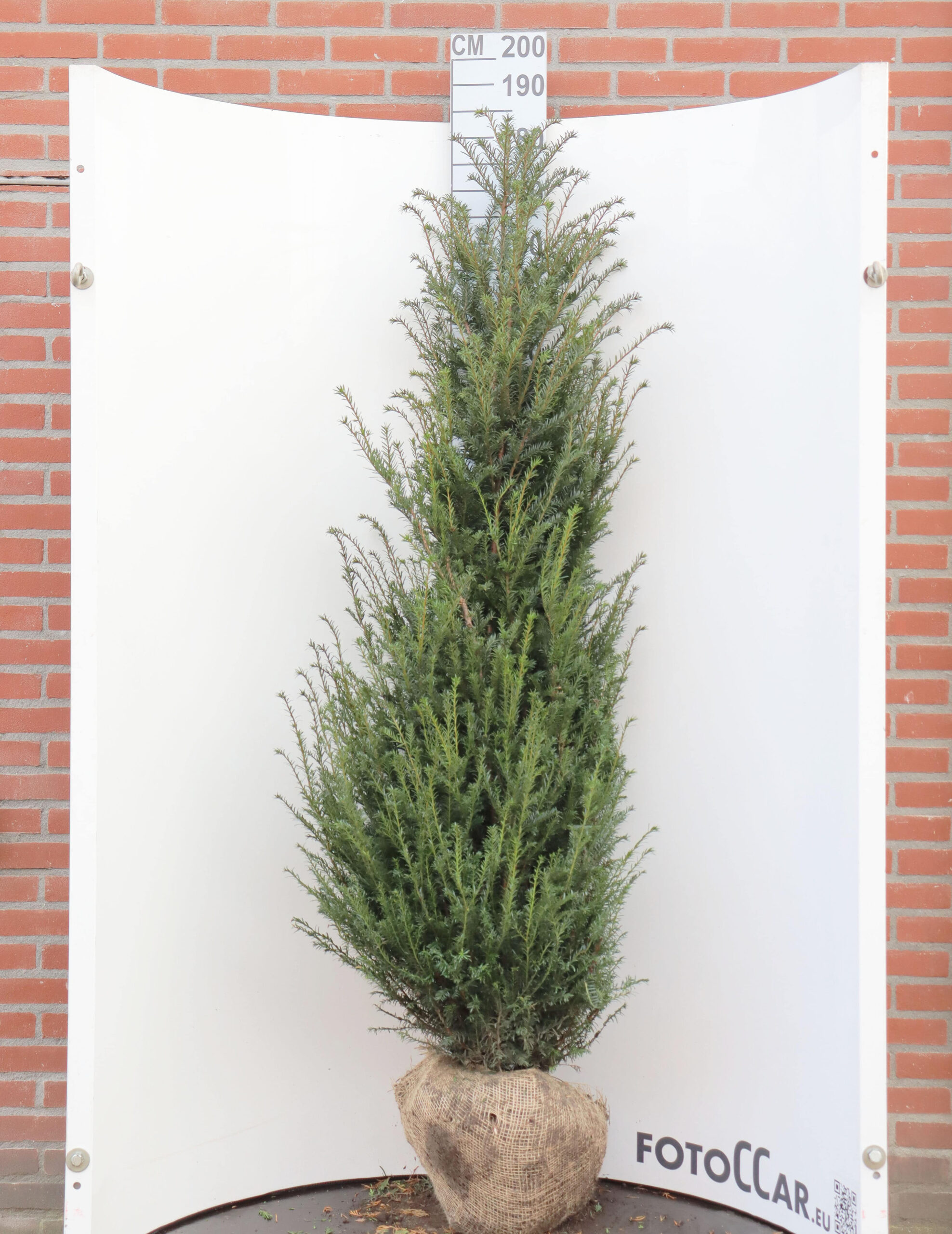 Taxus Baccata 160–180